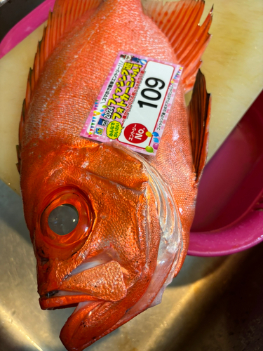 チカメキントキの釣果