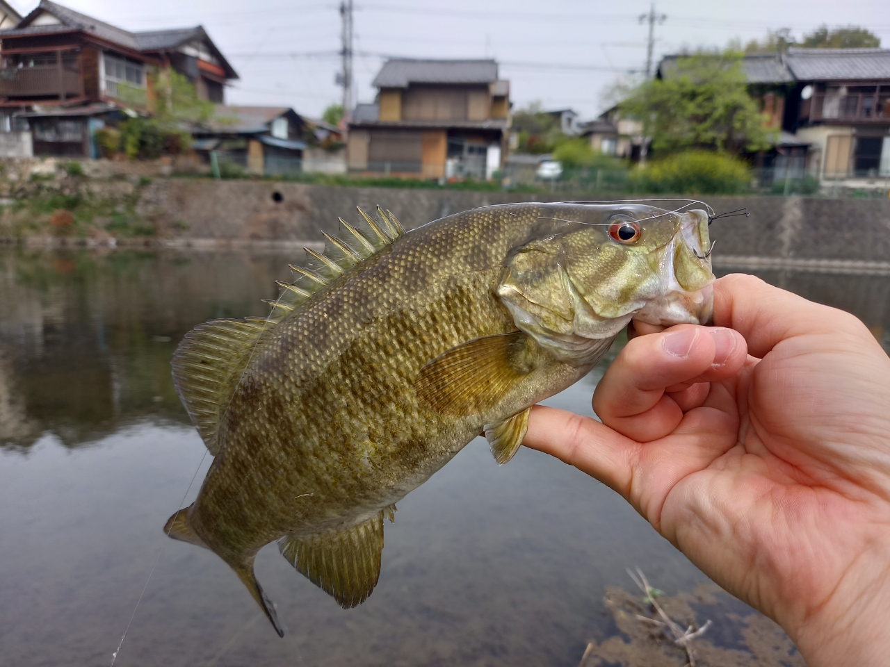 スモールマウスバス