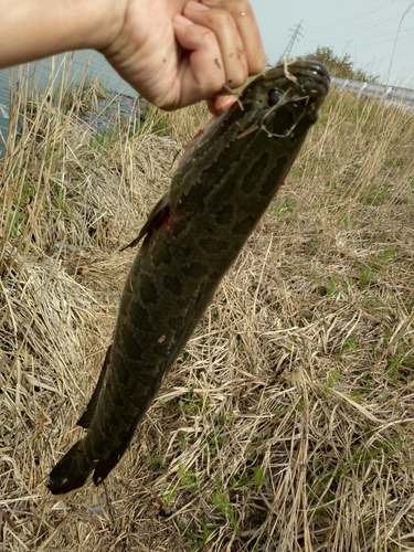 ライギョの釣果