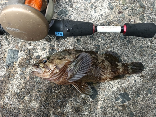 クロソイの釣果