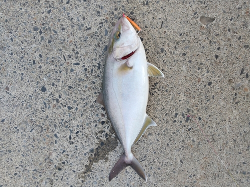 カンパチの釣果