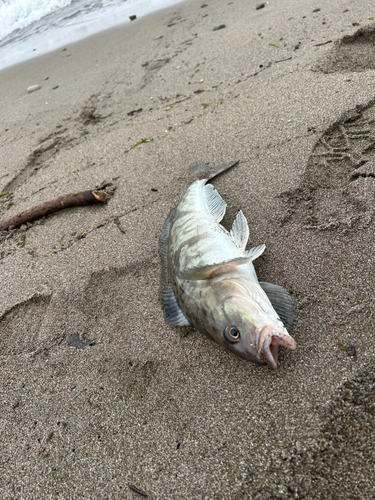 ホッケの釣果