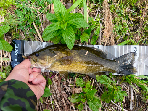 スモールマウスバスの釣果