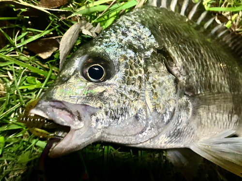 東京湾（アクアライン〜富津）