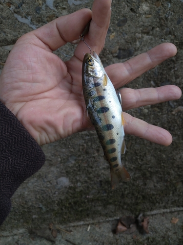 ヤマメの釣果