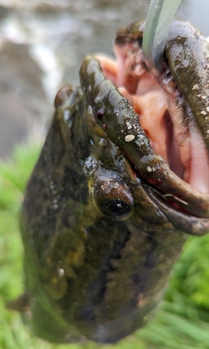 ライギョの釣果