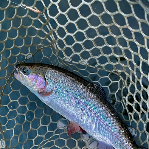 ニジマスの釣果