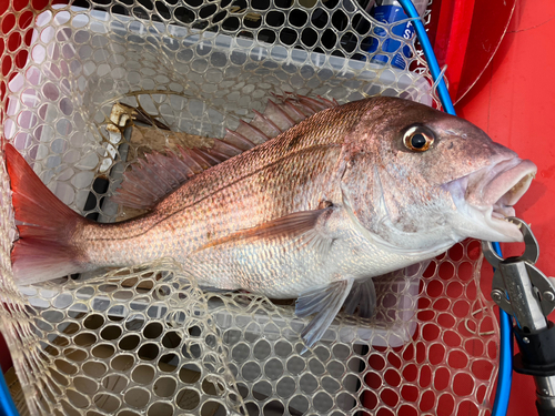 マダイの釣果