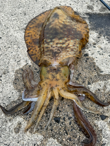 アオリイカの釣果