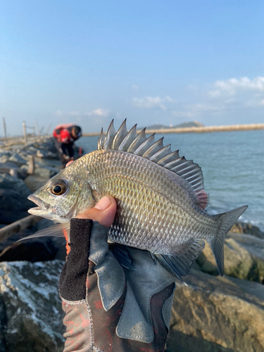 ナンヨウチヌの釣果