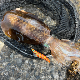 貧乏アングラー🐸 さんの 2024年04月16日のヒラメの釣り・釣果情報(鹿児島県 - 甲突川河口) - アングラーズ