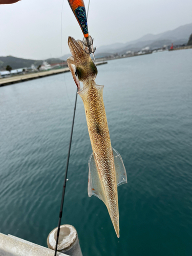 コウイカの釣果