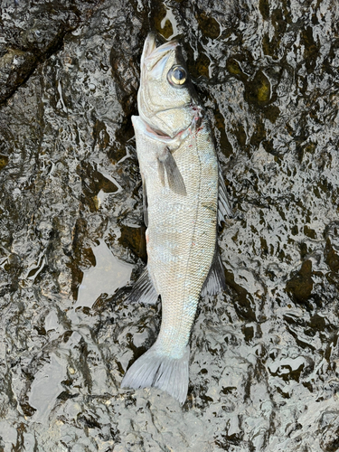 ヒラスズキの釣果