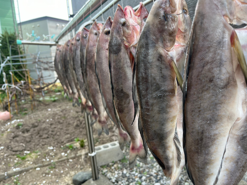 ホッケの釣果