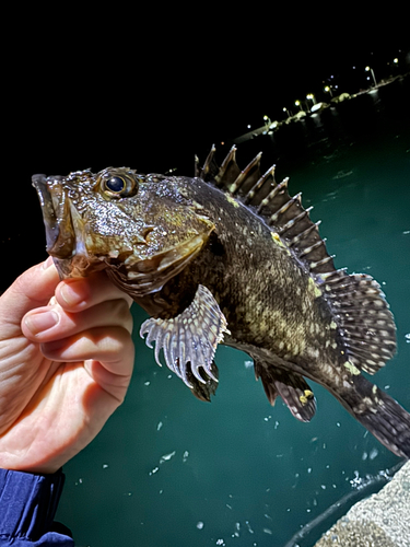 アラカブの釣果