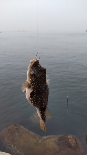 フグの釣果