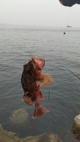 ガシラの釣果