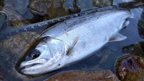 アマゴの釣果