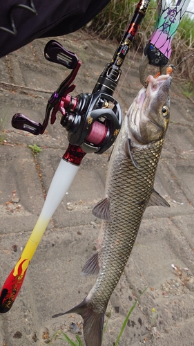 ニゴイの釣果