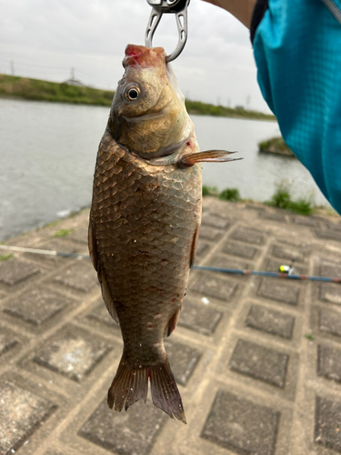 フナの釣果