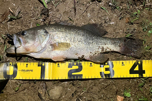 ブラックバスの釣果