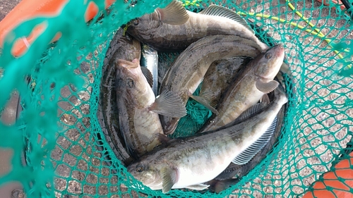 ホッケの釣果