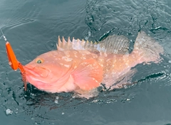 アコウの釣果