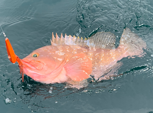 アコウの釣果