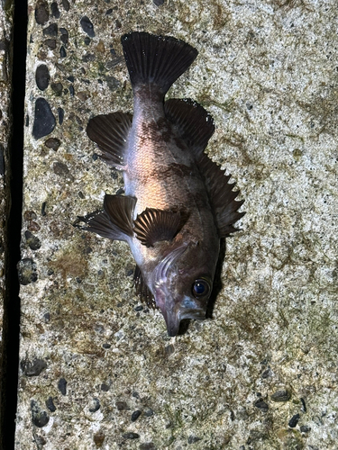 メバルの釣果