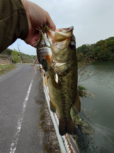 ブラックバスの釣果