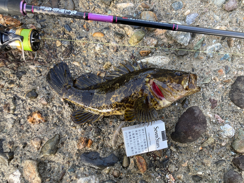 ベッコウゾイの釣果