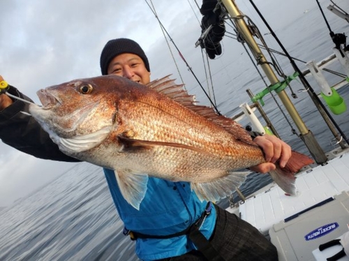 マダイの釣果