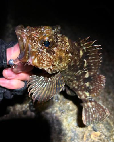 カサゴの釣果