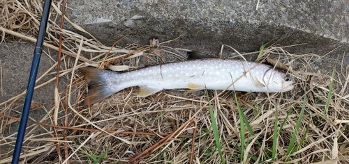 アメマスの釣果