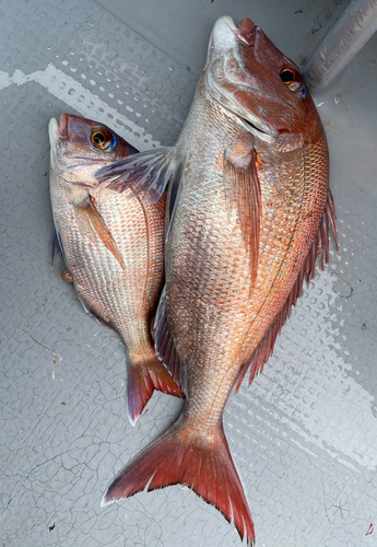 マダイの釣果