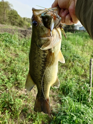 ブラックバスの釣果