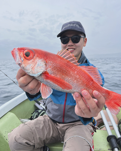 アカムツの釣果