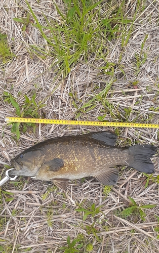 スモールマウスバスの釣果