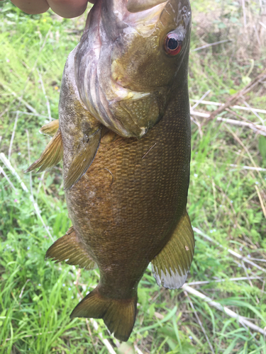 スモールマウスバスの釣果