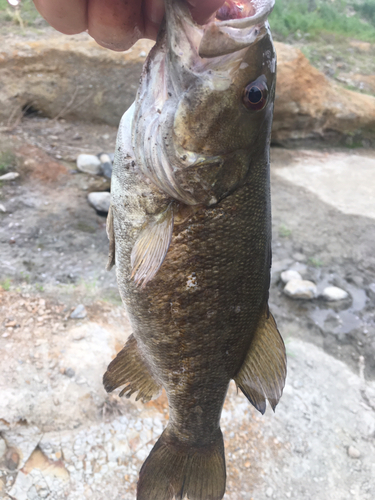 スモールマウスバスの釣果