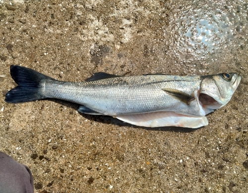 スズキの釣果