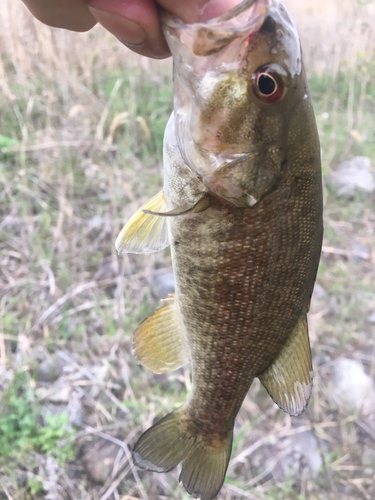 スモールマウスバスの釣果