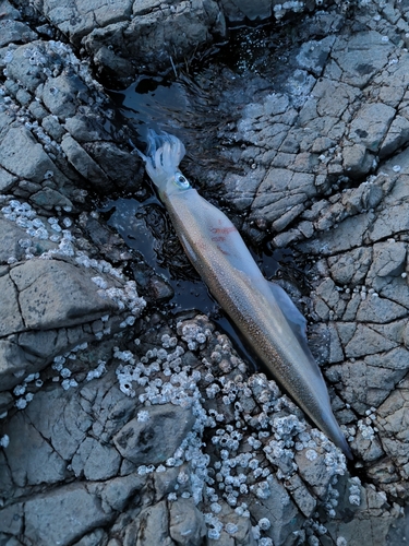 ヤリイカの釣果