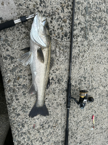 シーバスの釣果