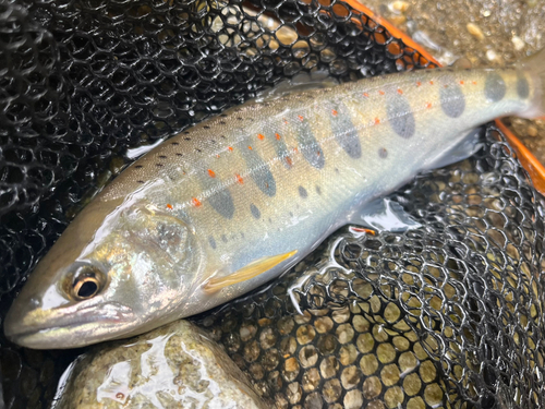 アマゴの釣果