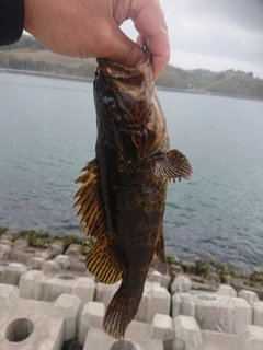 ベッコウゾイの釣果