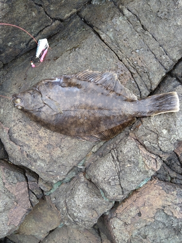 カレイの釣果