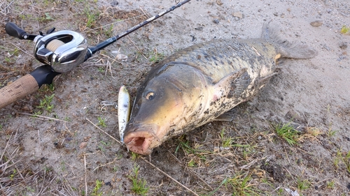 コイの釣果