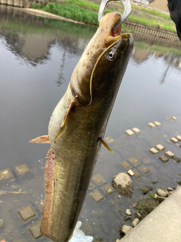 ナマズの釣果