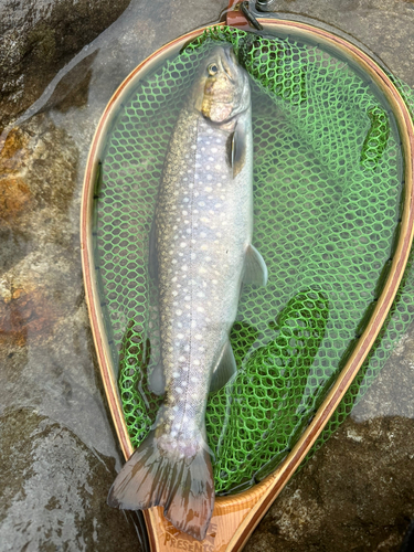 イワナの釣果